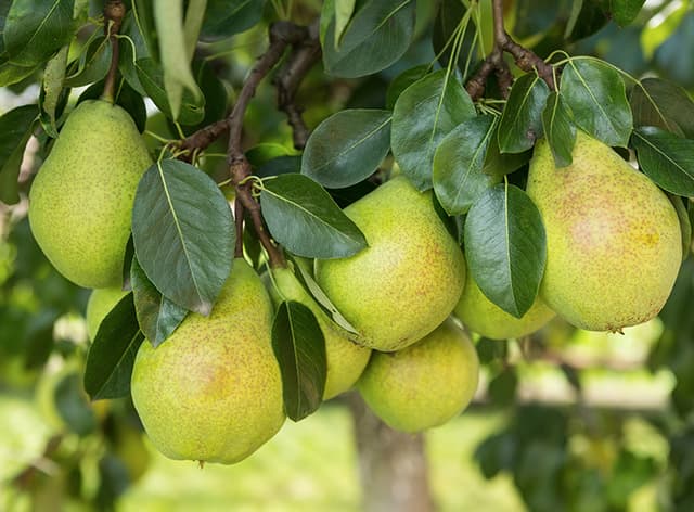 Summer Life Tip #8: Frozen treats
